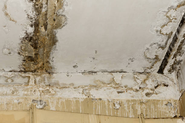 Best Mold Odor Removal Services  in Dimondale, MI